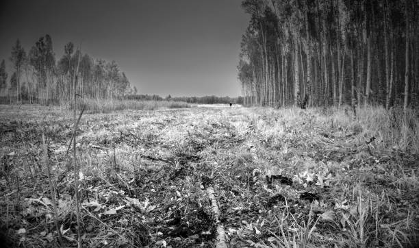 forest landscape with the first frost