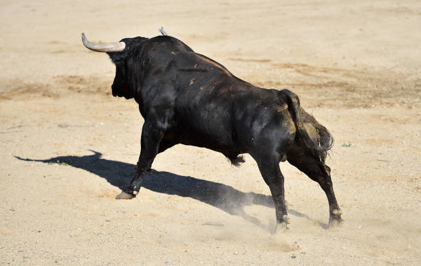 istock Spanish bull with big horns 1358632295
