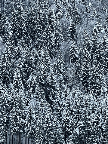 Coniferous trees in winter under snow forming seasonal background with a lot of copy space.