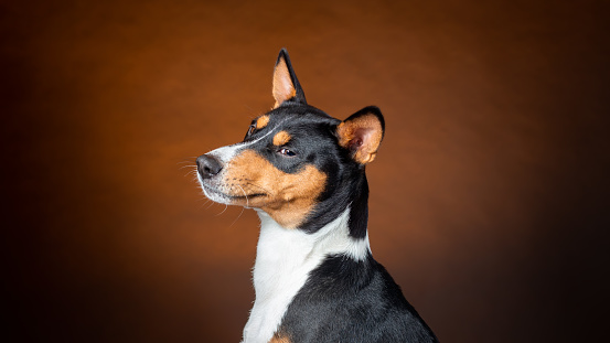 Portrait of african basenji breed dog against brown background
