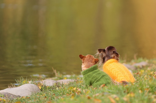 Two chihuahua dogs wearing warm sweaters are sitting at the edge of water  in the cold autumn season.