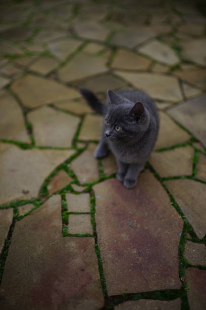 istock Grey kitten walk on a wild stone floor with green moss in seams. 1358633721