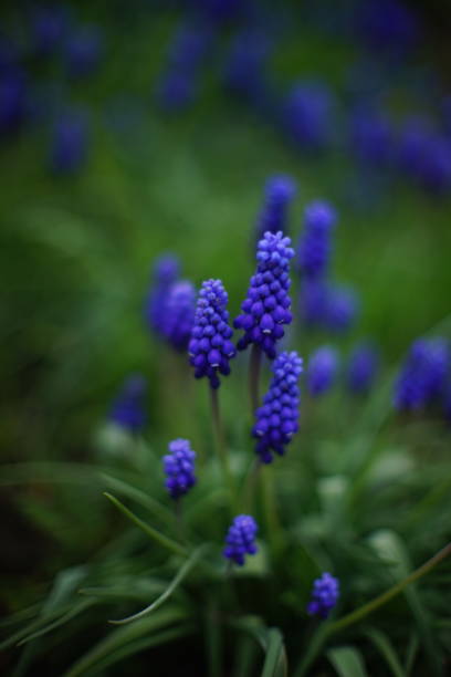 istock Blue grape hyacinths flowers with small round bulbs grows in spring garden 1358634625