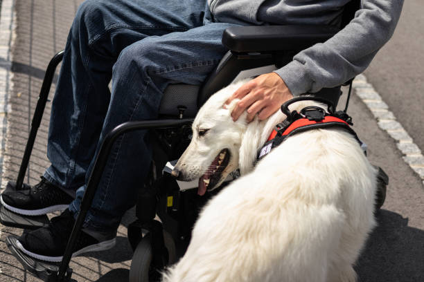 istock Man with disability and service dog 1358634891