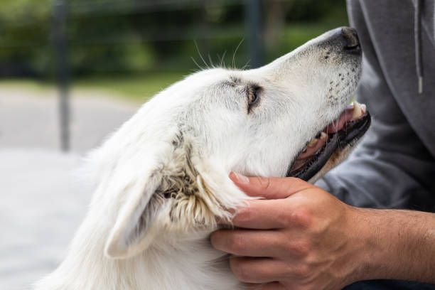 istock Man with disability and service dog 1358634894
