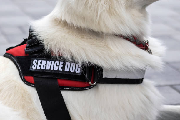 istock Man with disability and service dog 1358634916