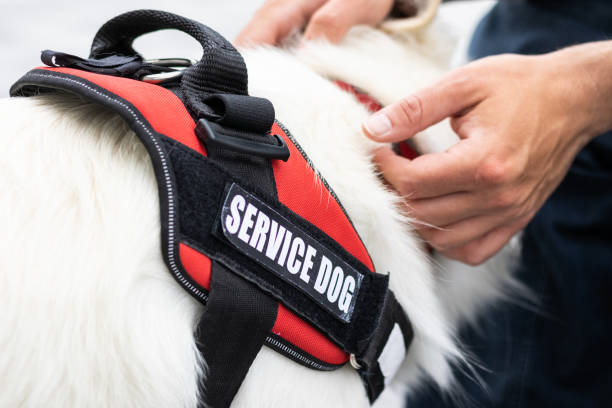 istock Man with disability and service dog 1358634917