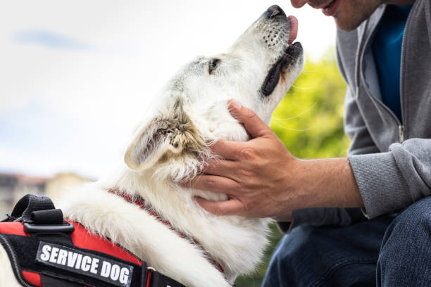 istock Man with disability and service dog 1358634923