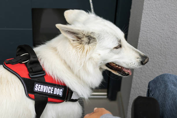 istock Service dog closing a home front door 1358634932