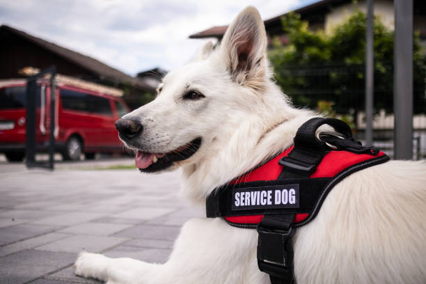 Man with disability and service dog Man with disability and his service dog providing assistance. Electric wheelchair user. service dog stock pictures, royalty-free photos & images