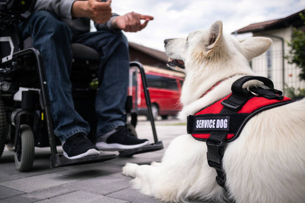 istock Man with disability and service dog 1358634938