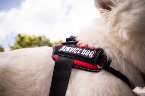 istock Man with disability and service dog 1358634955