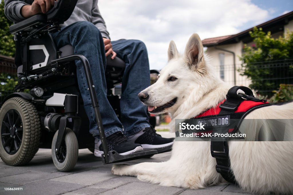 Man with disability and service dog Man with disability and his service dog providing assistance. Electric wheelchair user. Assistance Dog Stock Photo