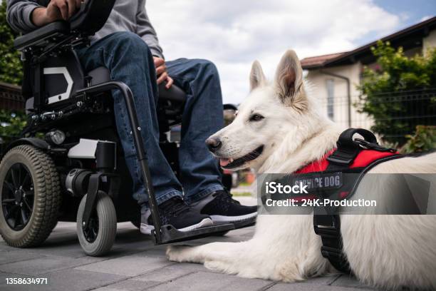 Man With Disability And Service Dog Stock Photo - Download Image Now - Assistance Dog, Service Animal, Animal