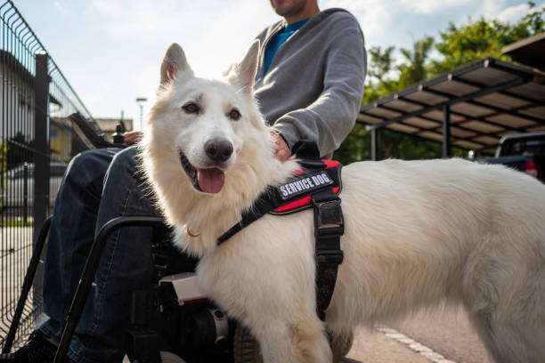 istock Man with disability and service dog 1358634986