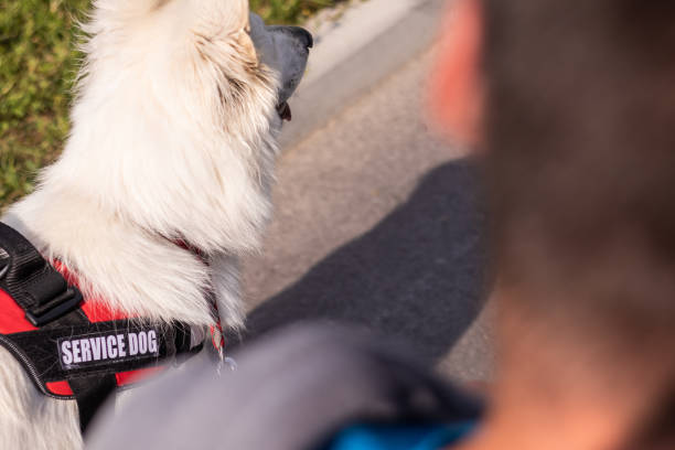 istock A disabled man leads on a leash a service dog 1358634999