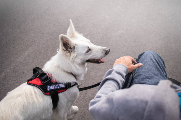 istock Man with disability and service dog 1358635001