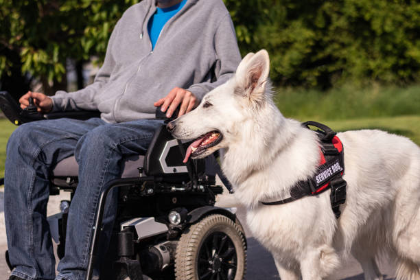 istock A disabled man leads on a leash a service dog 1358635002