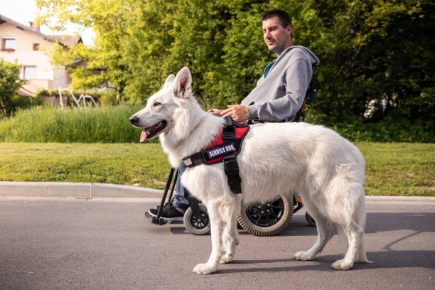 istock Man with disability and service dog 1358635011