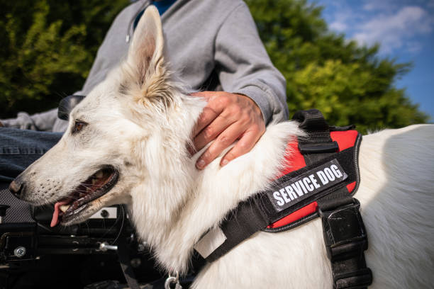 istock Man with disability and service dog 1358635013
