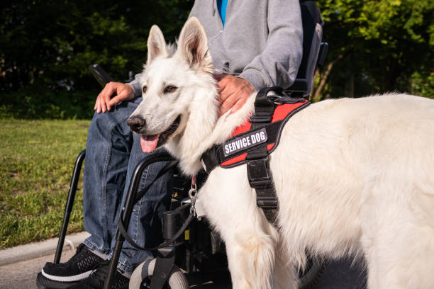 istock Man with disability and service dog 1358635014
