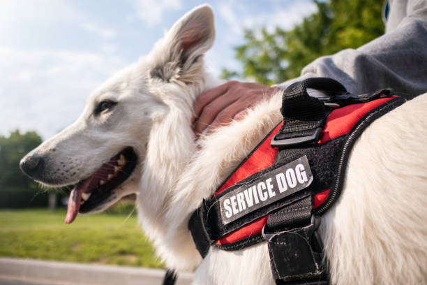 istock Man with disability and service dog 1358635017