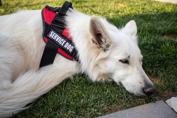 istock Man with disability and service dog 1358635022