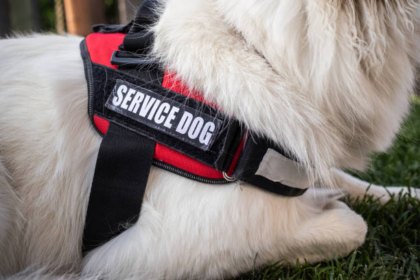 istock Man with disability and service dog 1358635023