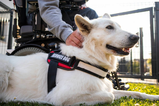 istock Man with disability and service dog 1358635025