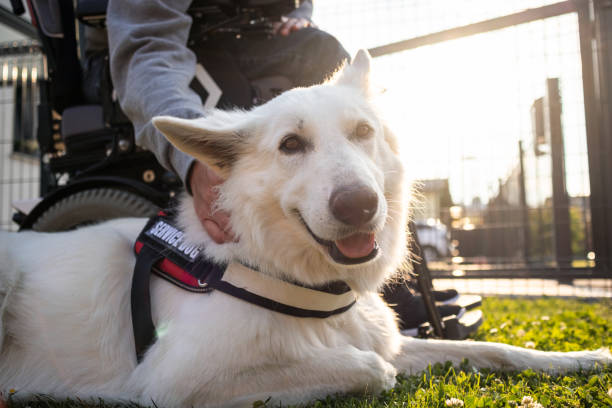 istock Man with disability and service dog 1358635034