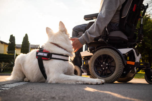 istock Man with disability and service dog 1358635037