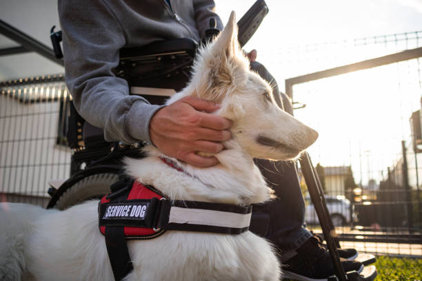 istock Man with disability and service dog 1358635042
