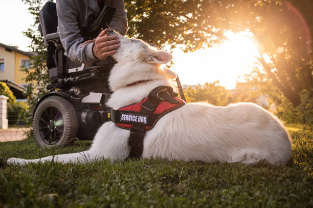 istock Man with disability and service dog 1358635061