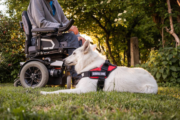 istock Man with disability and service dog 1358635062