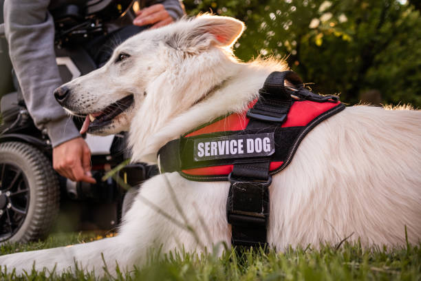 istock Man with disability and service dog 1358635067