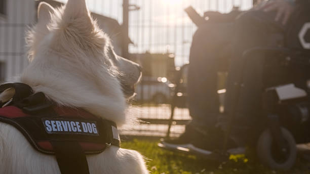 istock Man with disability and service dog 1358635107