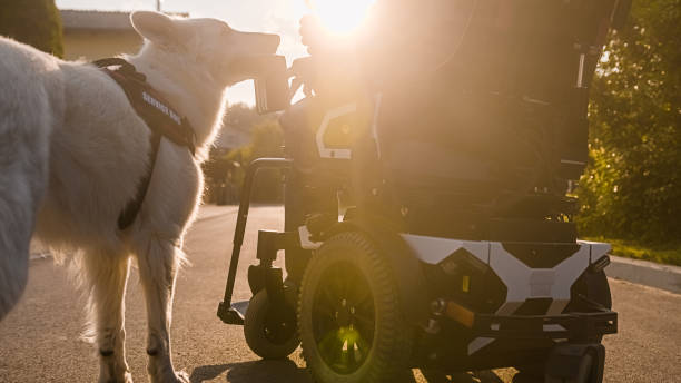 istock Service dog picking up a wallet of the ground 1358635111