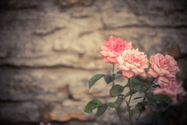 istock Natural pink roses 1358635262