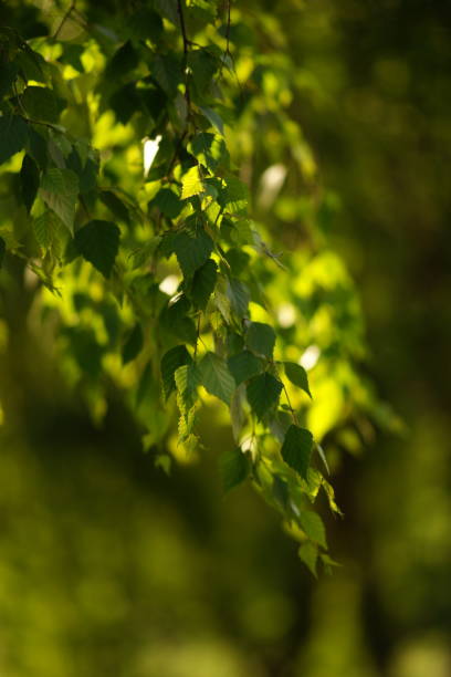 istock Lovely birch branches with green leaves in sunny spring garden 1358635325