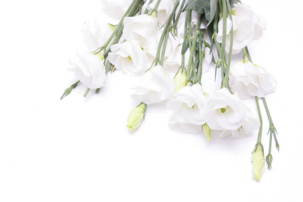 istock bouquet of Lisianthus in a white background 1358635500