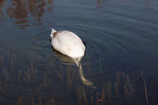 An eating Mute Swan (cygnus olor) in the Ziegeleipark, Heilbronn, Germany