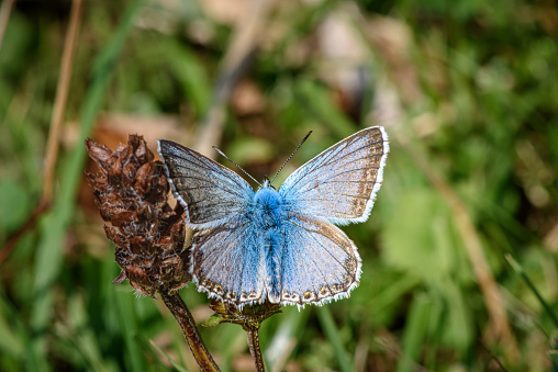 Male Chalkhill Blue buttterfly, Polyommatus coridon with wings spread wide on a brown faded flower. Butterfly with pale blue wings and distinctive dark wing spots showing against a bokeh background