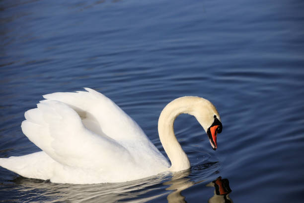 istock A Mute Swan (cygnus olor) in the Ziegeleipark, Heilbronn, Germany 1358637344