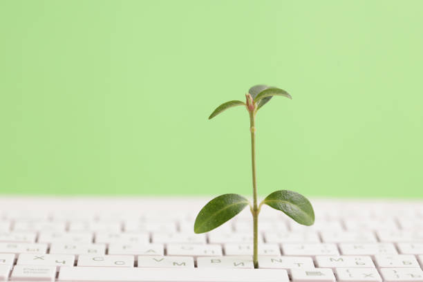 tecnologia dell'informazione verde. it sostenibile dal punto di vista ambientale. copia spazio. crescita verde della pianta, tastiera bianca su priorità bassa verde - computer laptop business computer keyboard foto e immagini stock