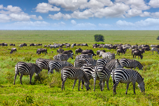 Zebras (Hippotigris) at Serengeti national park, Tanzania. Wildlife photo