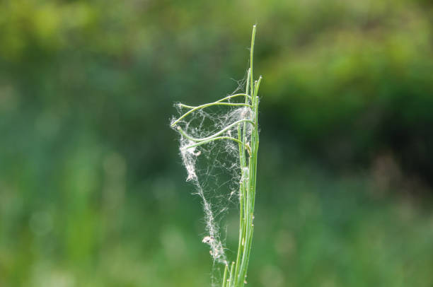 istock green plant in a cobweb on a background of greenery 1358639480