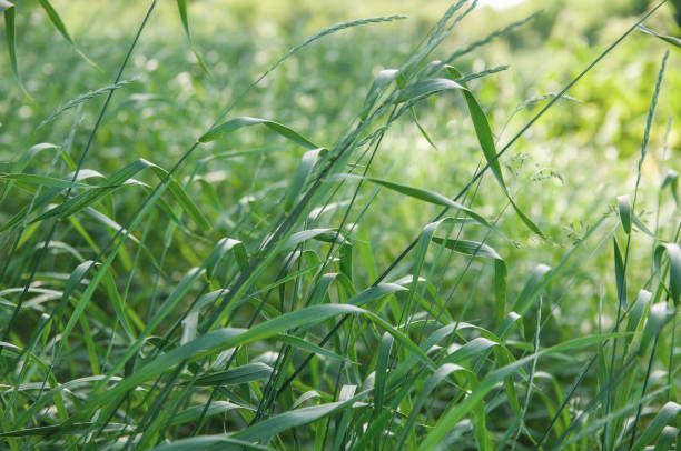 istock background of bright fresh green grass meadow 1358639594