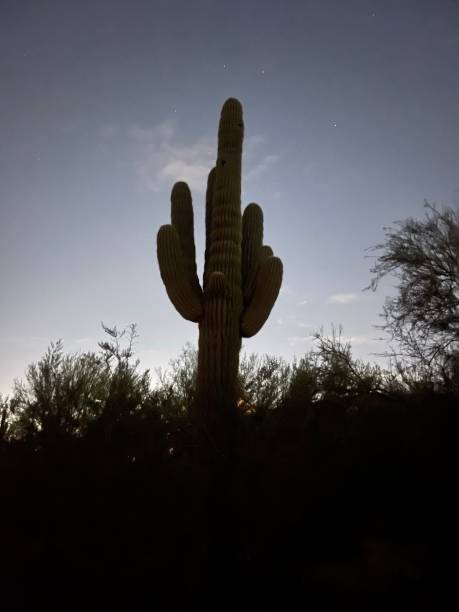 Cactus Desert Silhouette stock photo