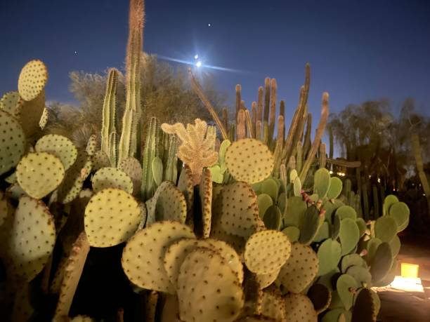 Desert Cactus at Night stock photo