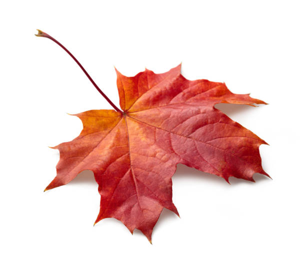 istock Single autumn maple leaf on white background with shadows, clipping path  for isolation without shadows on white 1358642538